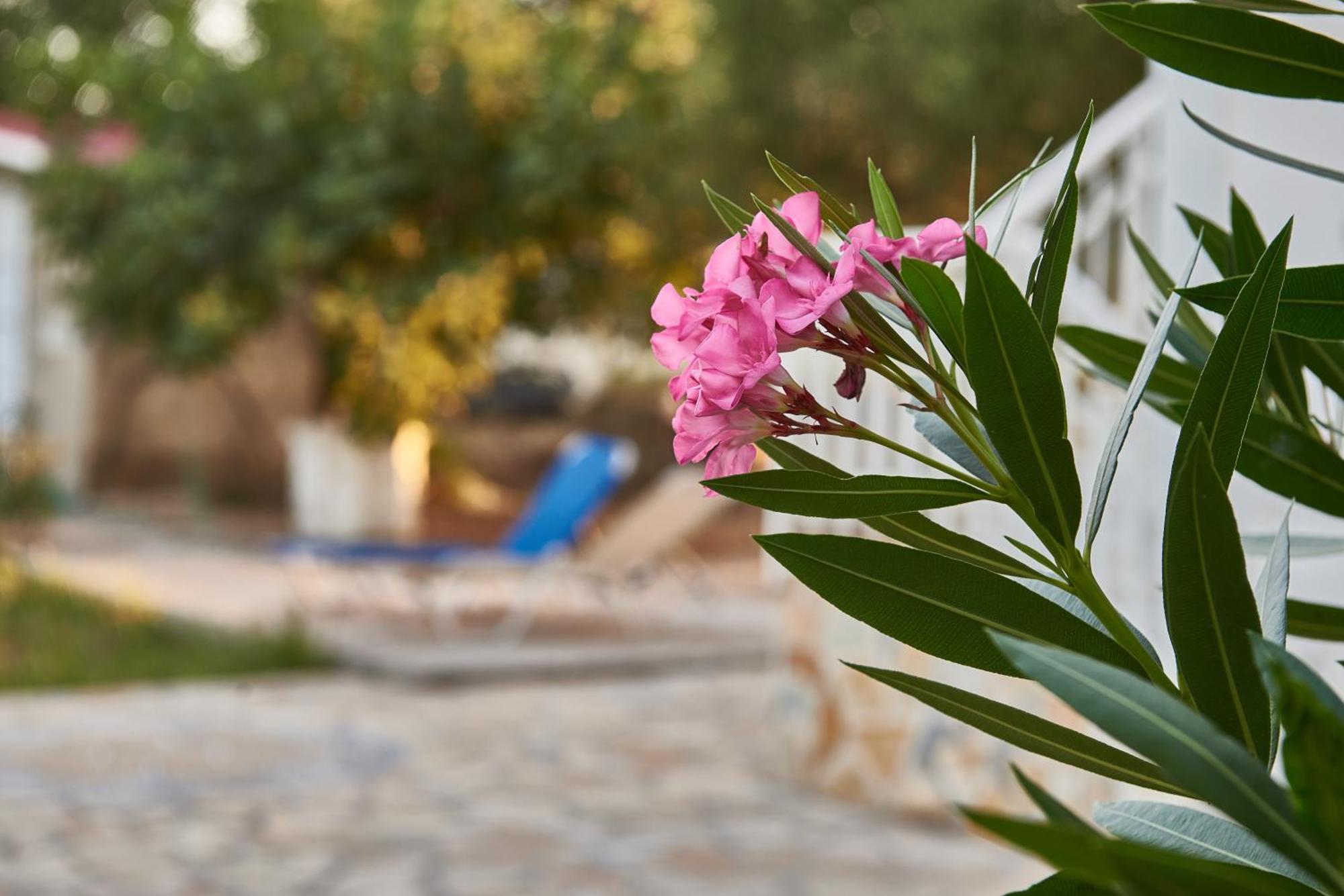 Villa Rania / Zante Drosia Kypseli Extérieur photo