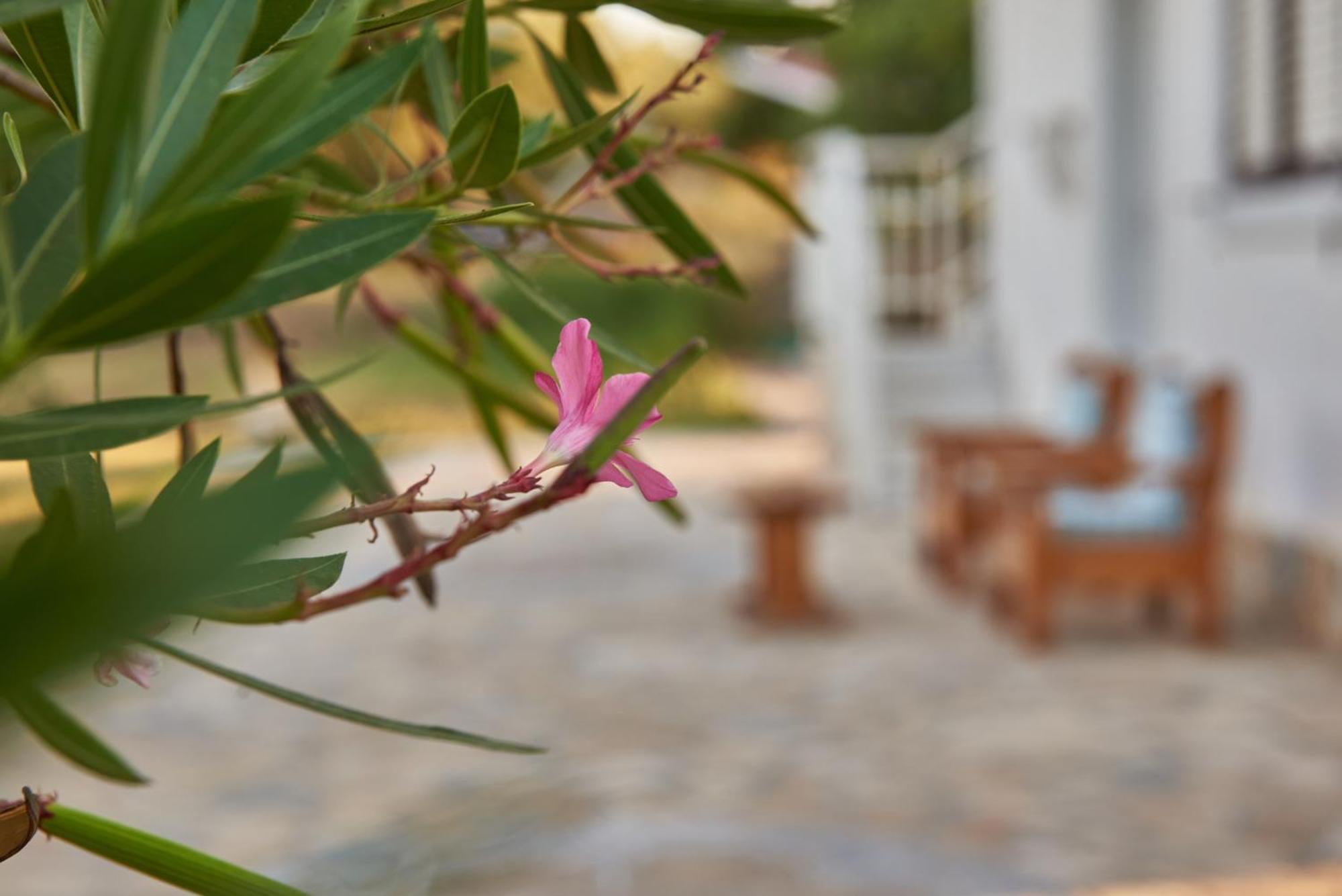Villa Rania / Zante Drosia Kypseli Extérieur photo